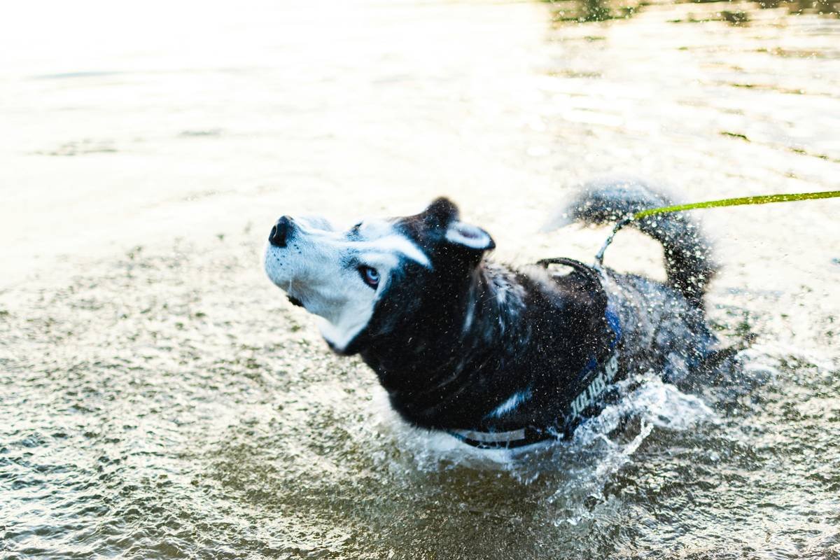 Siberian Husky shaking his fur since he just came out of the water.