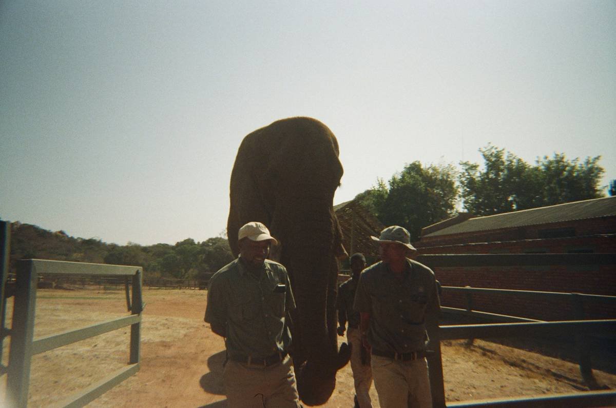 Two men stand beside a large elephant outdoors.